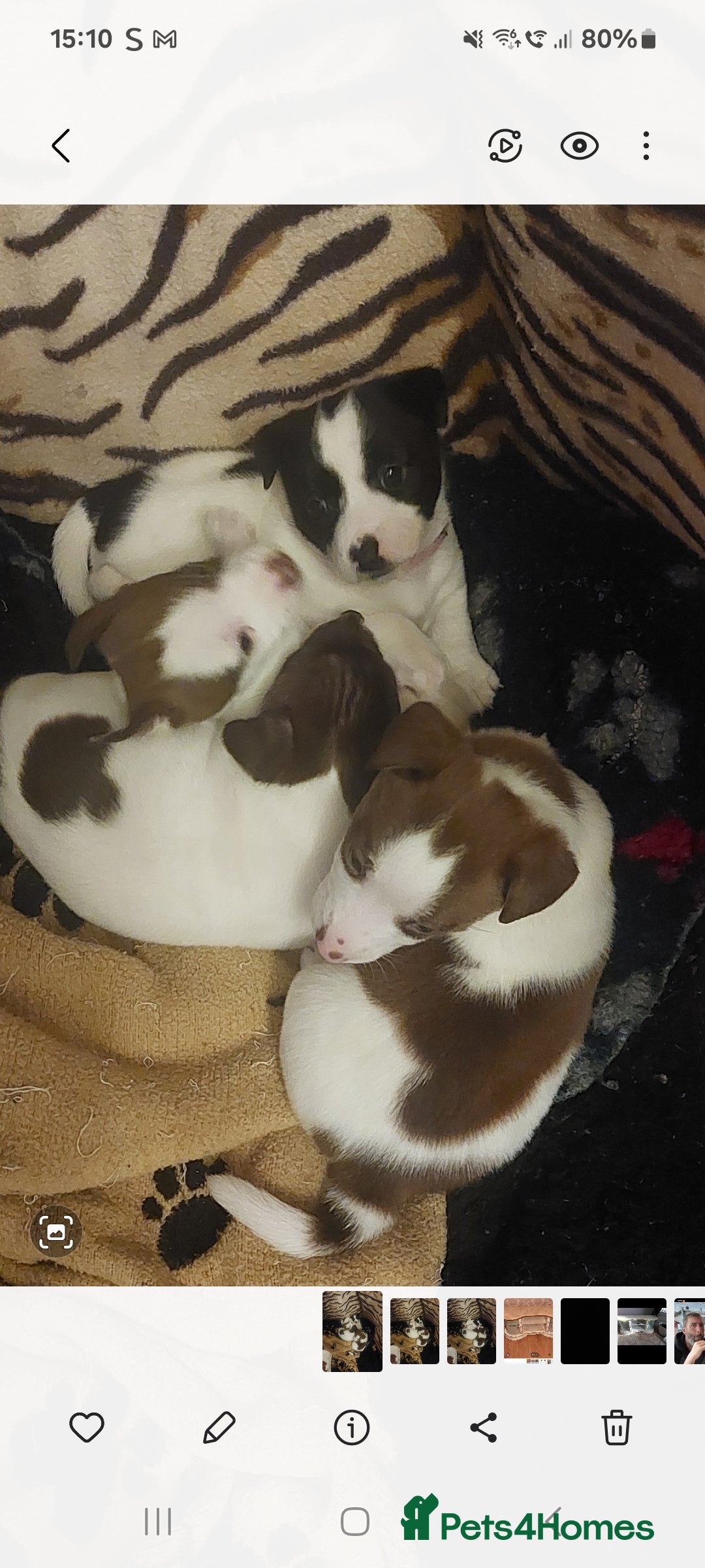 Jack Russell dogs Jack russels  - Advert 3