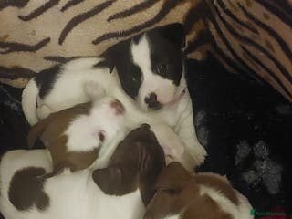 Jack Russell dogs Jack russels - Advert 11