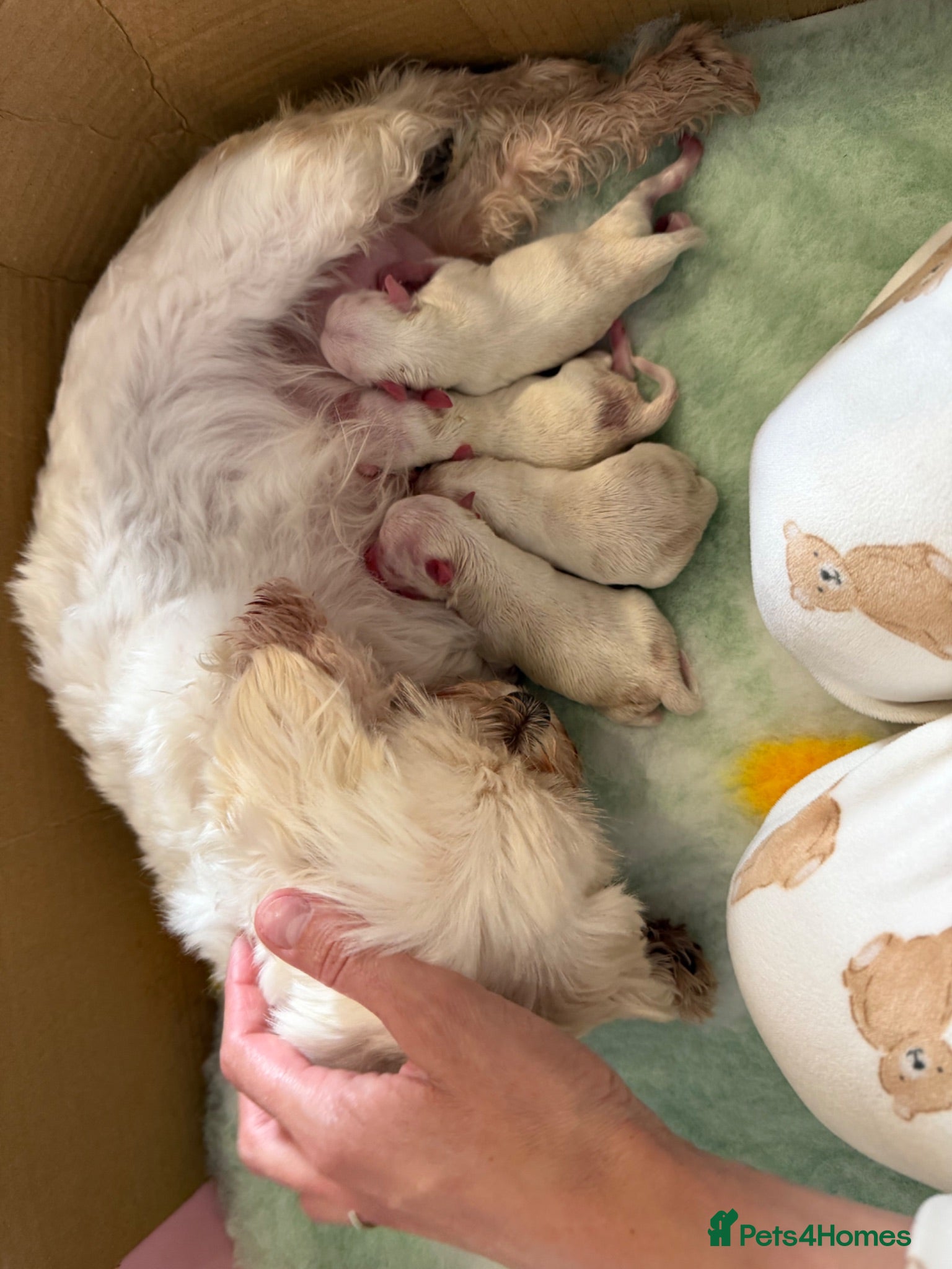 Maltese dogs Beautiful Maltese puppies for sale 🐾  - Advert 1