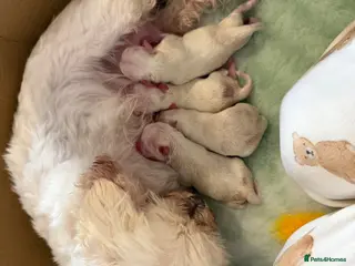 Maltese dogs Beautiful Korean Maltese puppies for sale 🐾 - Advert 3
