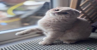 Scottish Fold cats in Croydon - Advert 5