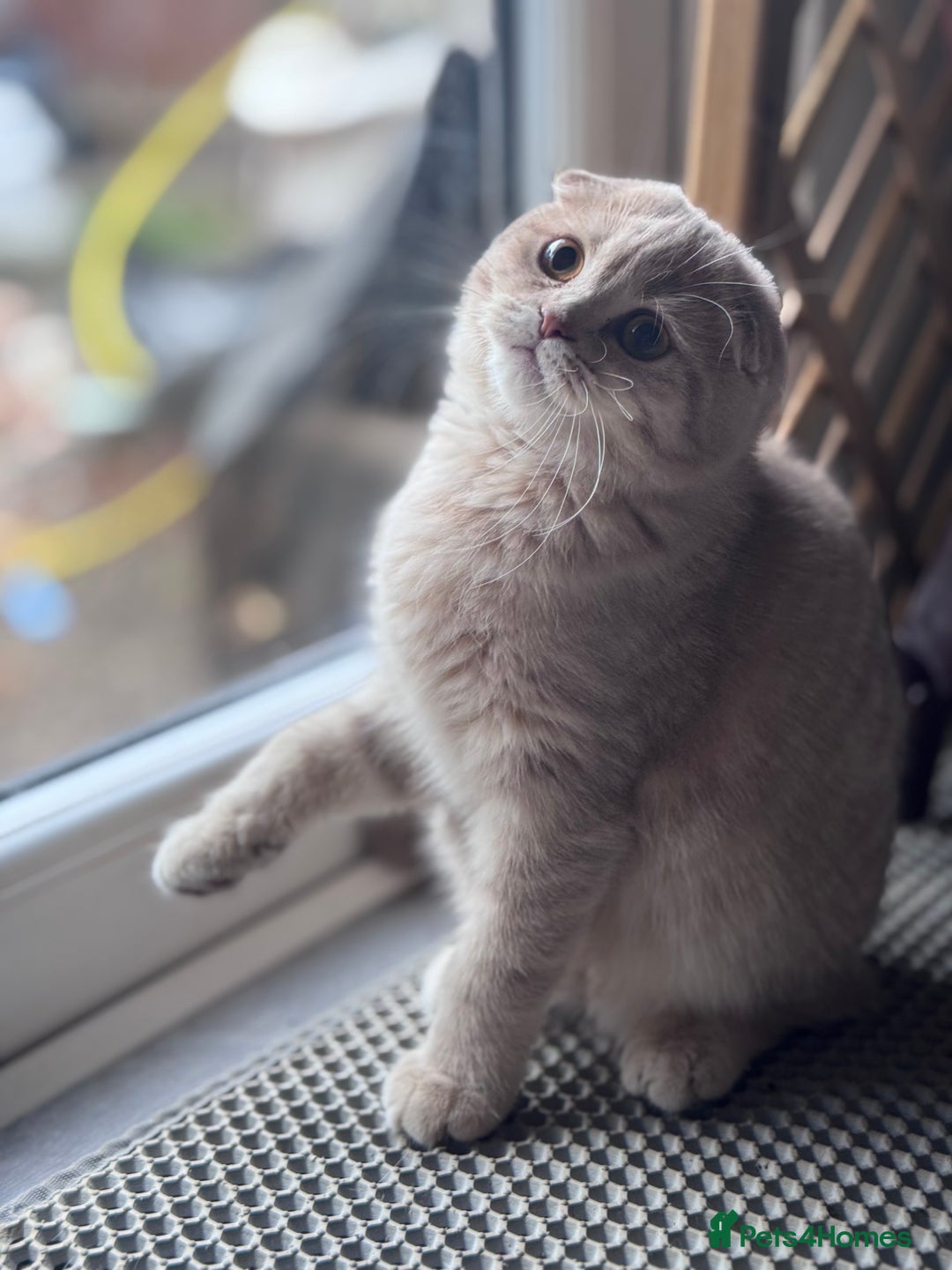 Scottish Fold cats for sale: Scottish fold and Scottish straight Tica pedigree  in Croydon - Image 2