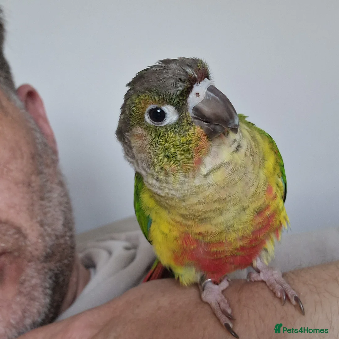 Conures birds for sale: Hand tamed, affectionate, Green Cheek Conure  - Advert 2