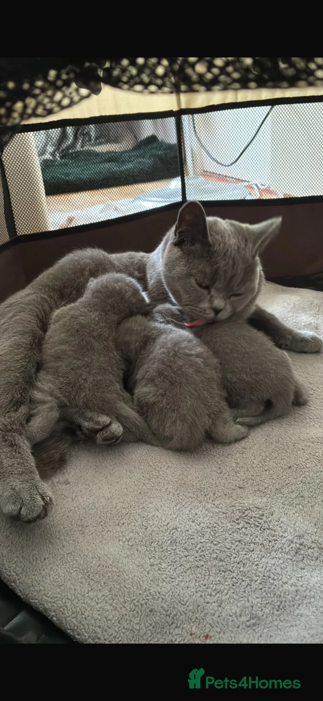 British Shorthair cats for sale: BSH blue kittens  in Newport - Advert 11