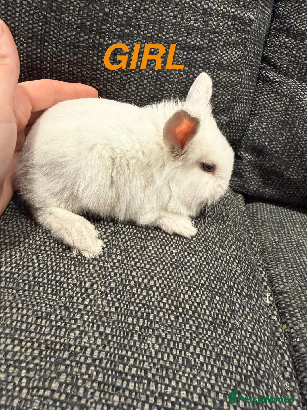 Lionhead rabbits for sale: 4 Baby Lion Head rabbits  - Advert 3