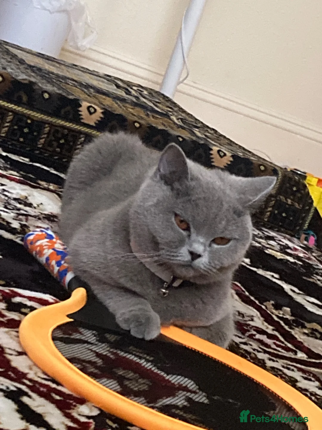 British Shorthair cats for sale: 2 adorable British short hair boys  - Advert 9