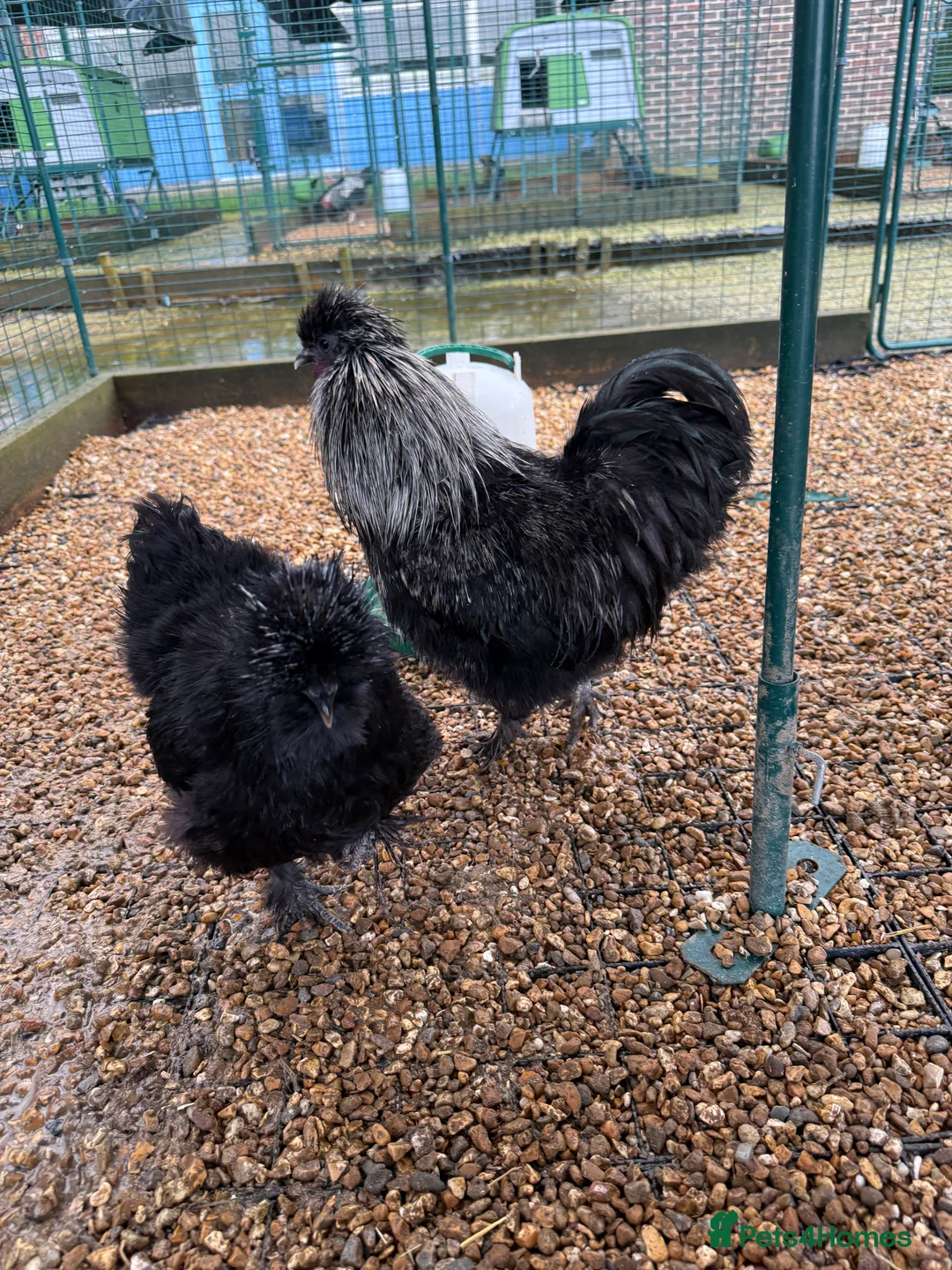 Chickens poultry for sale: Beautiful Trios of Bantams - Advert 6