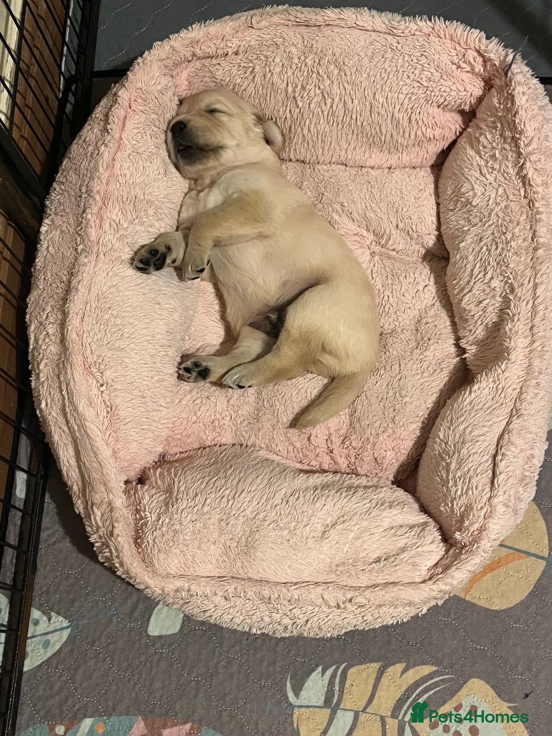 Golden Retriever dogs for sale: 6 Beautiful Golden Retrievers Puppies  - Image 10