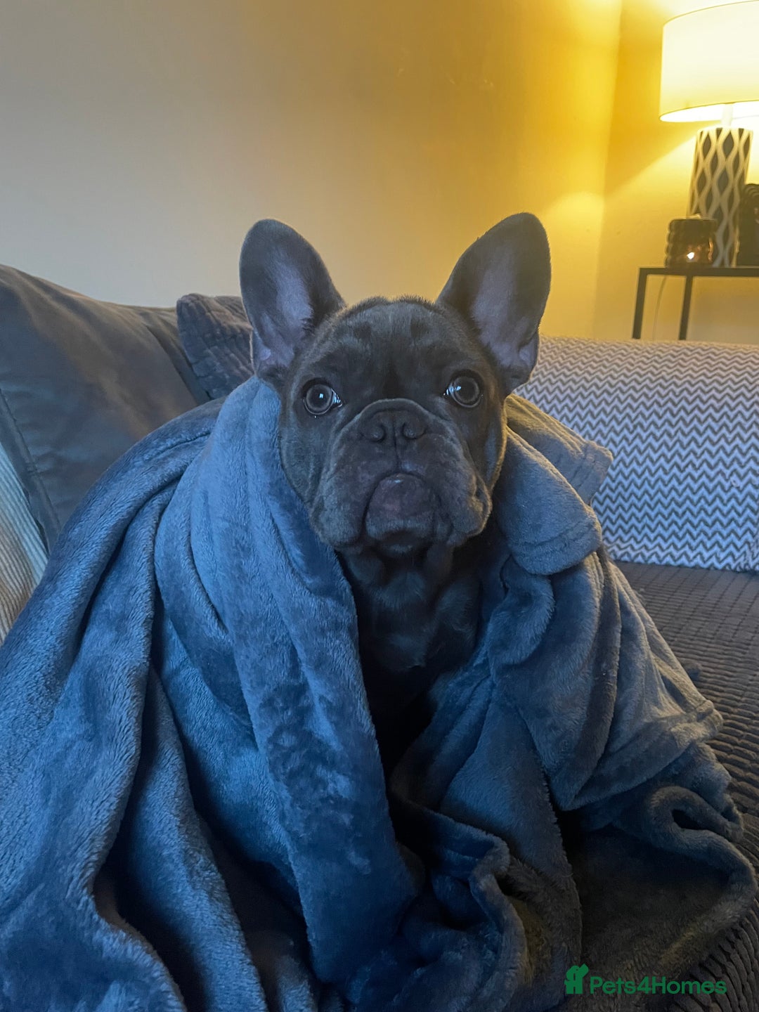 French Bulldog dogs for sale: French bulldog puppies - Advert 10