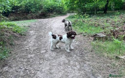 Lagotto Romagnolo dogs for sale: Litter of Hypoallergenic Lagotto/ not cockapoo  - Image 3