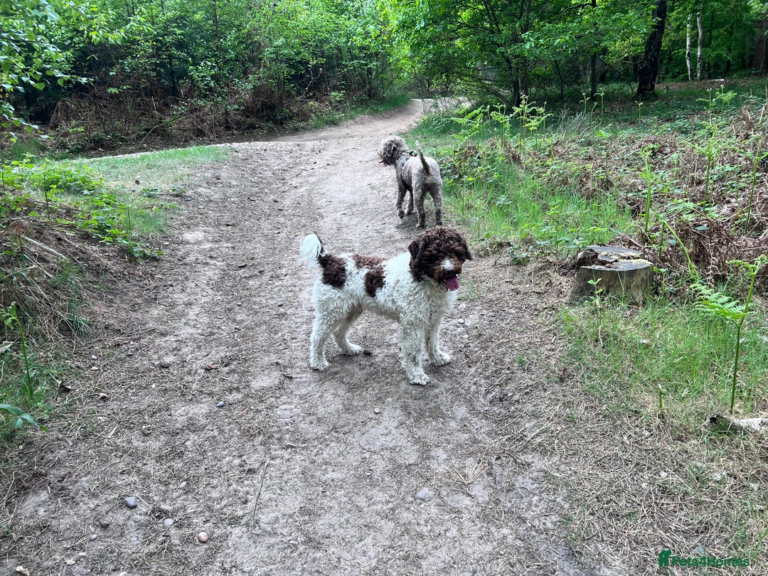 Lagotto Romagnolo dogs for sale: Litter of Hypoallergenic Lagotto/ not cockapoo  - Image 3
