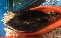 Hamster rodents for sale: Male Syrian Hamster (Black and White) - Image 4