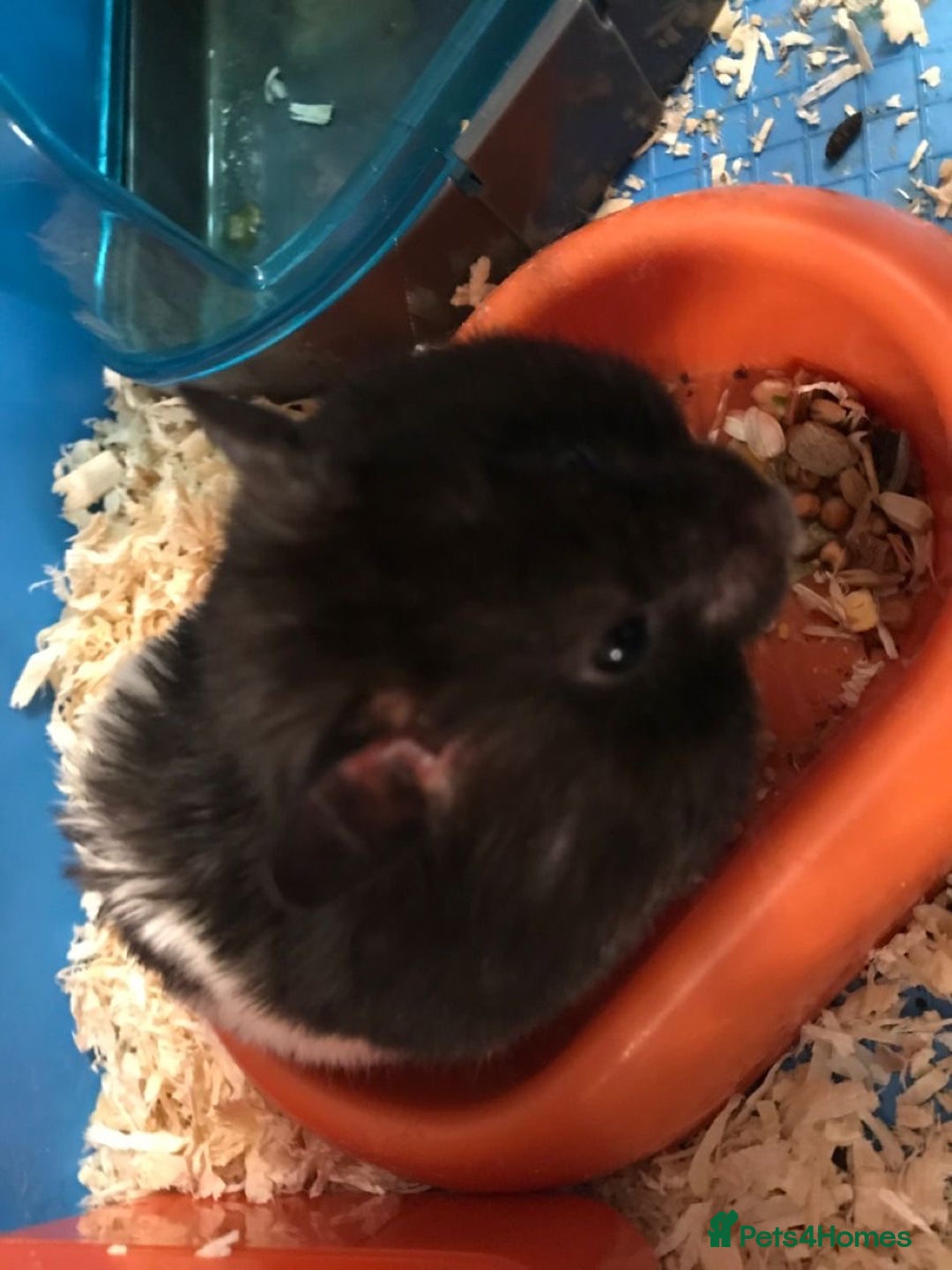 Hamster rodents for sale: Male Syrian Hamster (Black and White) - Image 4