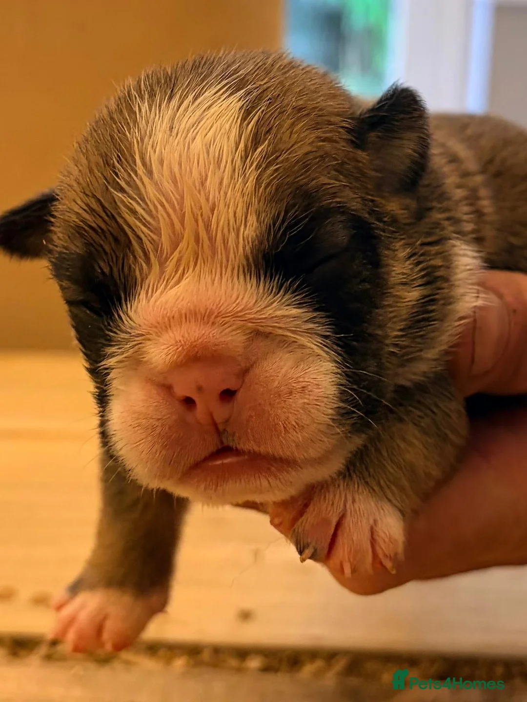 English Bulldog dogs for sale: Bulldog puppies  - Advert 5