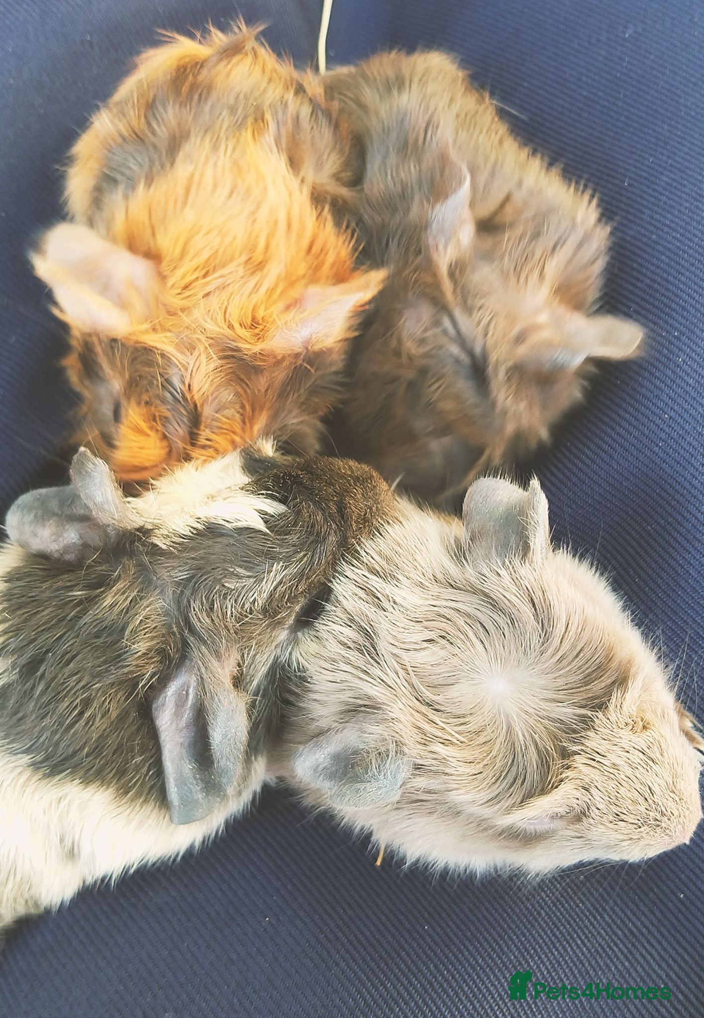 Guinea Pig rodents baby guinea pigs for sale - Advert 1