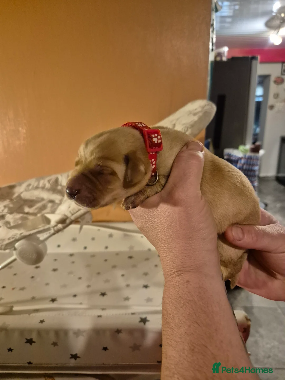 Labrador Retriever dogs for sale: KC Registered Pedigree Labrador Retriever Puppies - Advert 11