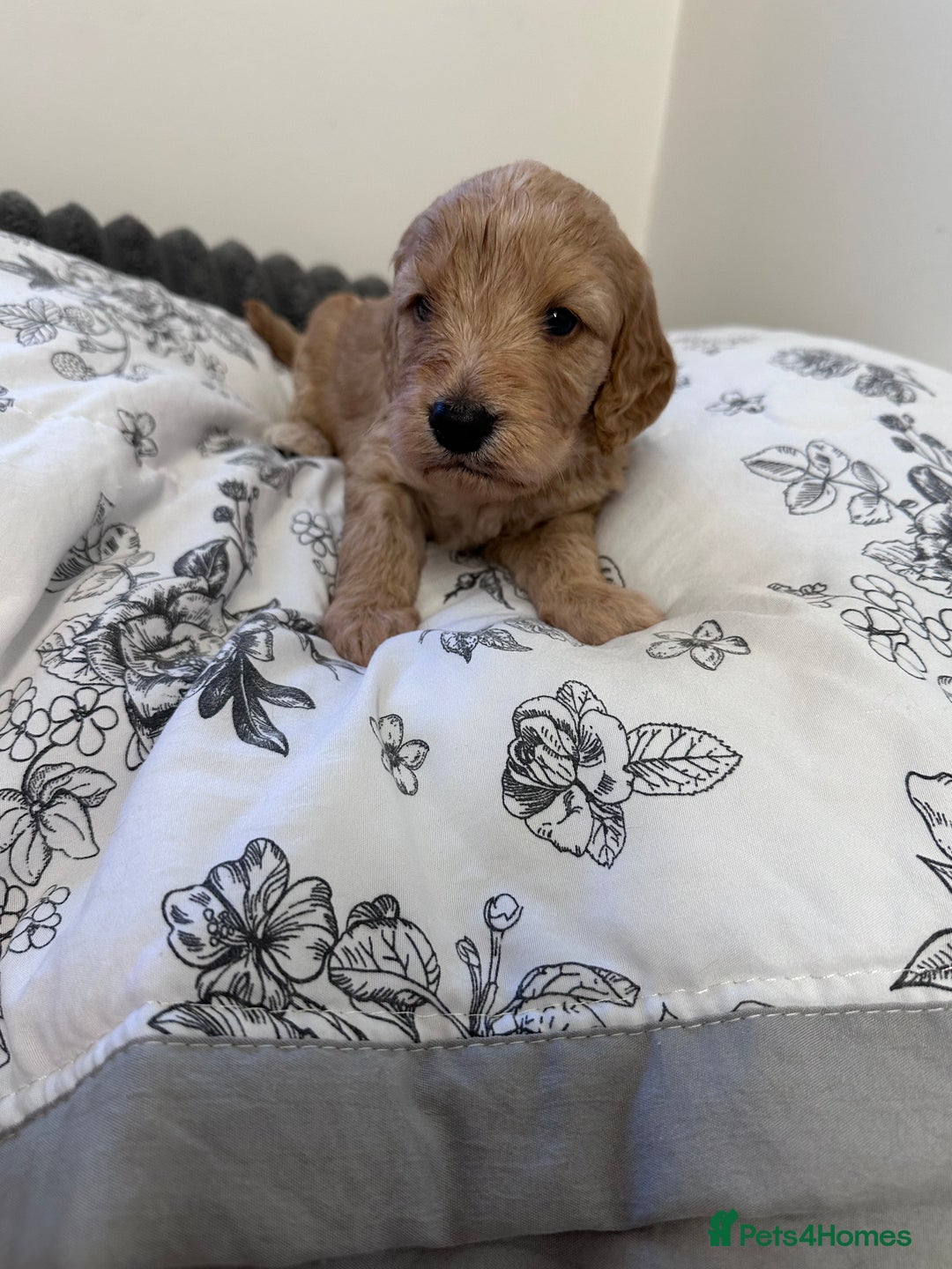 Cockapoo dogs for sale: Cockerpoo Puppies (F1) - Advert 3