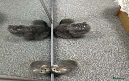 Scottish Fold cats for sale: Scottish Long hair  - Image 7