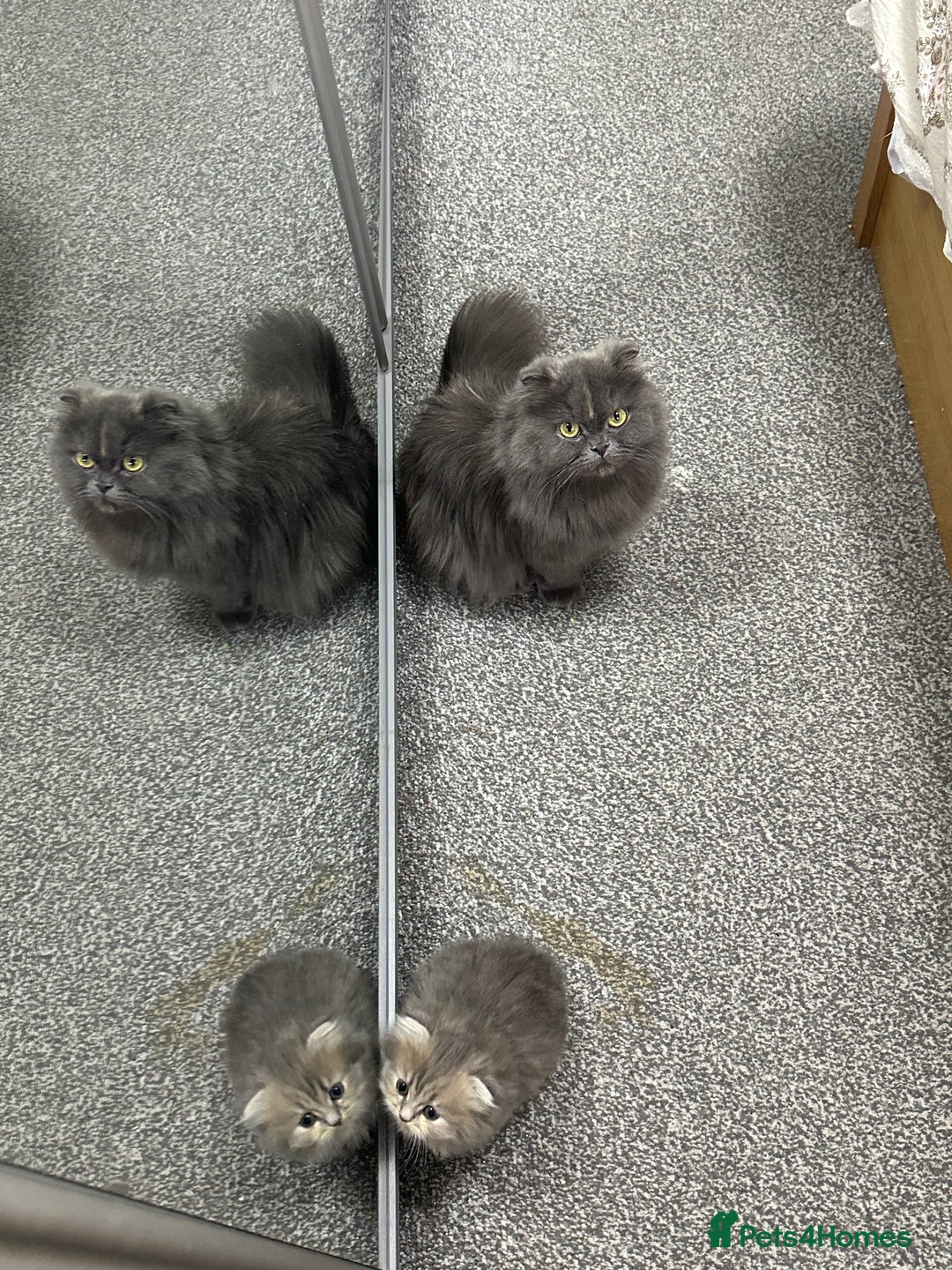 Scottish Fold cats for sale: Scottish Long hair  - Image 7