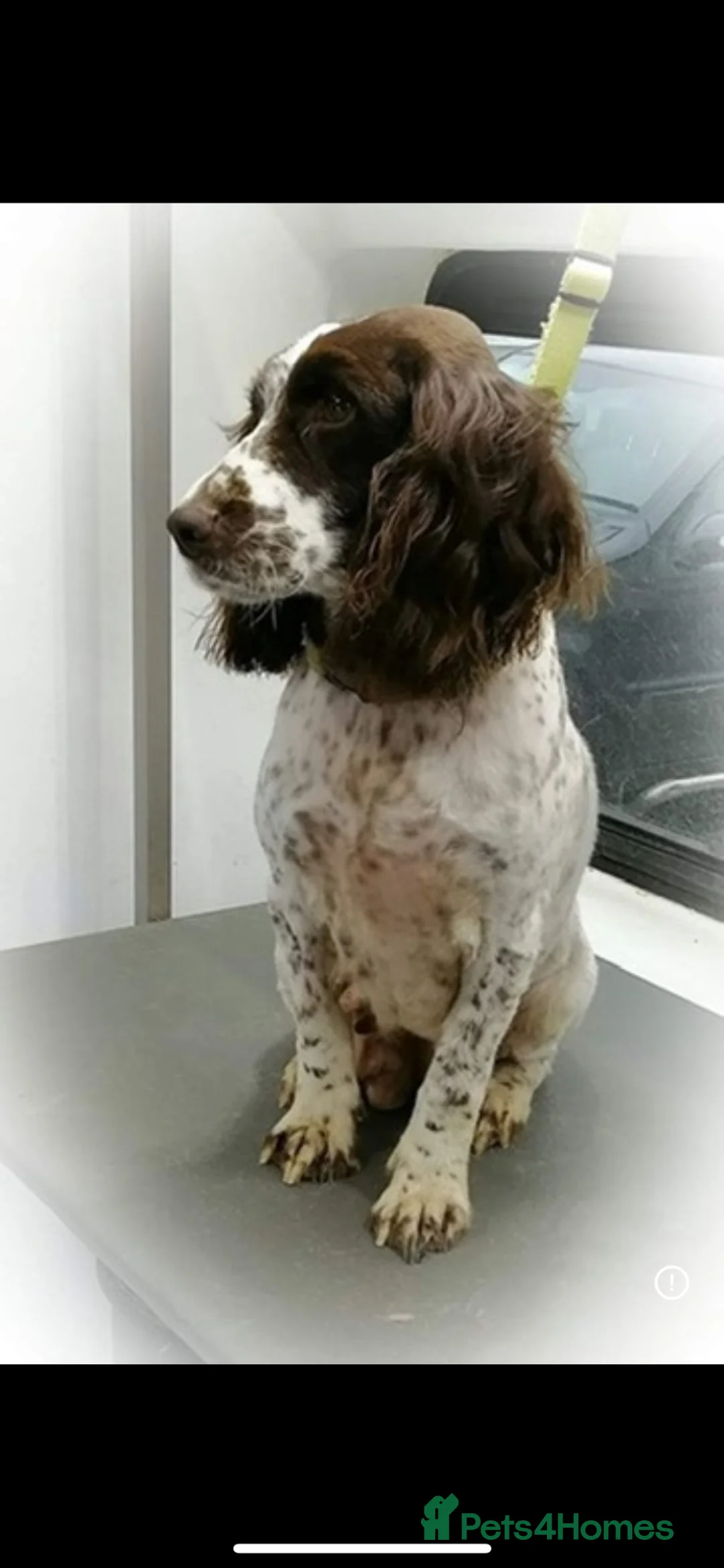 English Springer Spaniel dogs for sale: URGENT REHOME SPRINGER SPANIELS in Chichester - Advert 6