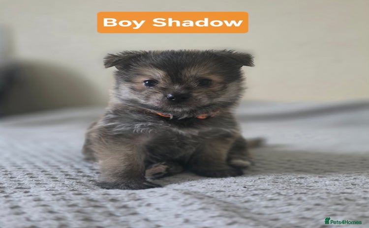 Mixed Breed dogs - Advert 11