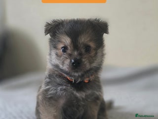Mixed Breed dogs - Advert 29