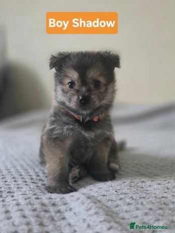 Mixed Breed dogs - Advert 2