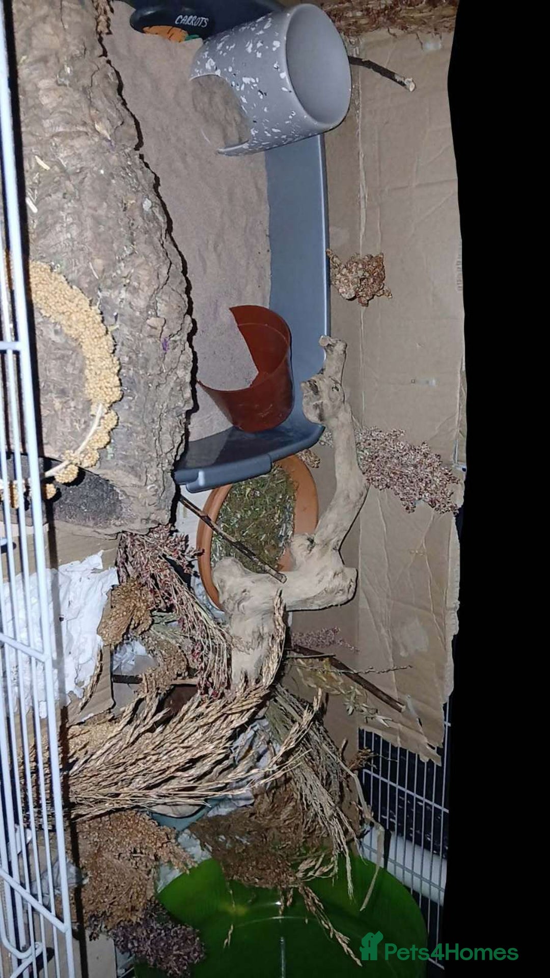 Hamster rodents for sale: For sale hamster and gerbil - Image 3