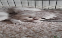 Scottish Fold cats for sale: LAST BOY FOLD. OPEN TO OFFERS.  in Aberdare - Image 14