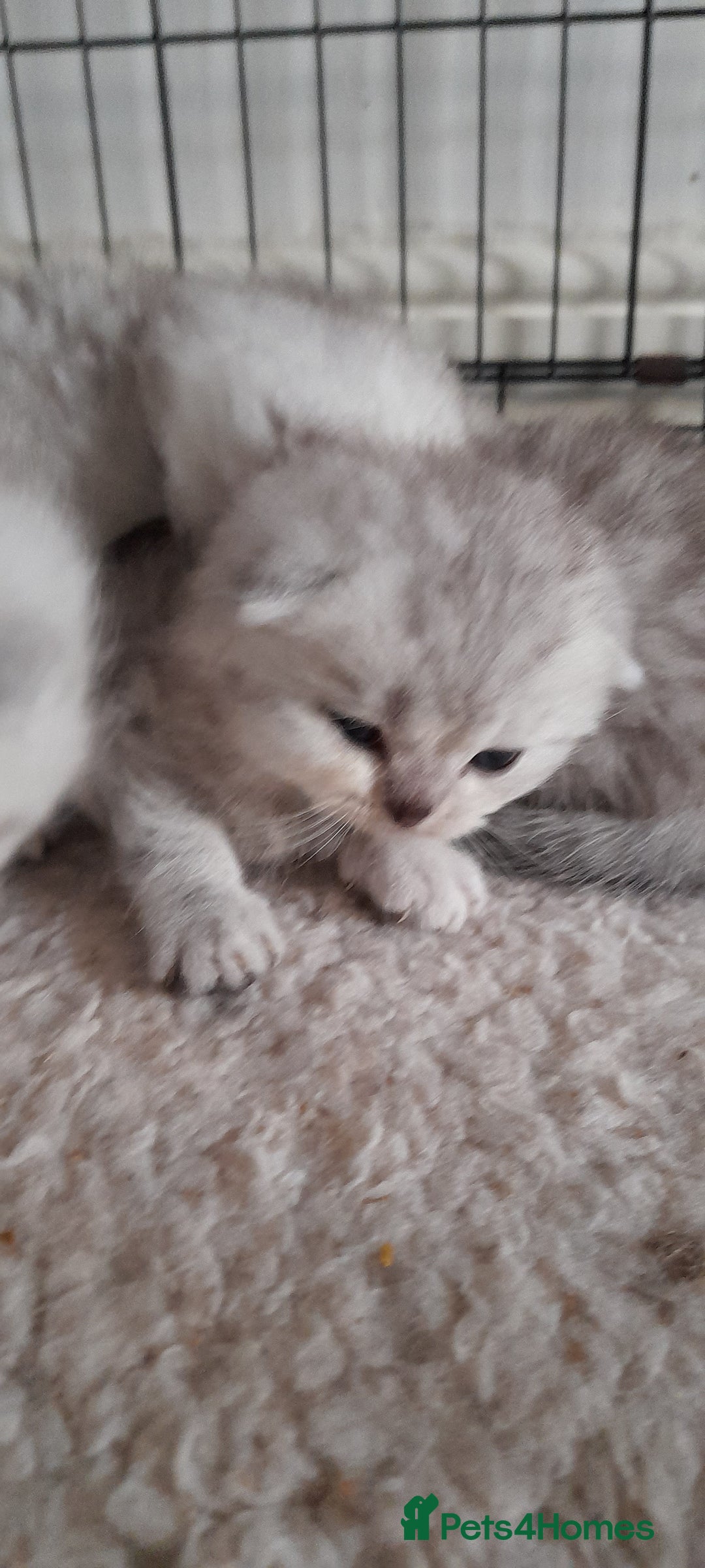 Scottish Fold cats for sale: LAST BOY FOLD. OPEN TO OFFERS.  in Aberdare - Image 14