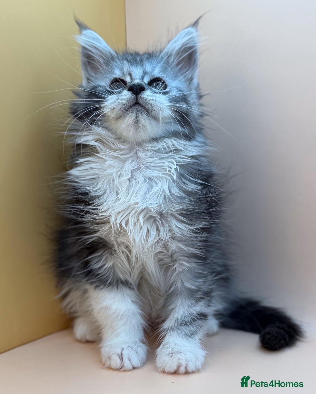 Maine Coon cats for sale: Maine Coons with Tests, Papers, Vet Checks & Vacc. - Advert 28