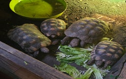 Tortoise reptiles for sale: Family of Marginated tortoise  - Image 1