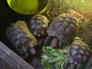 Tortoise reptiles - Advert 1