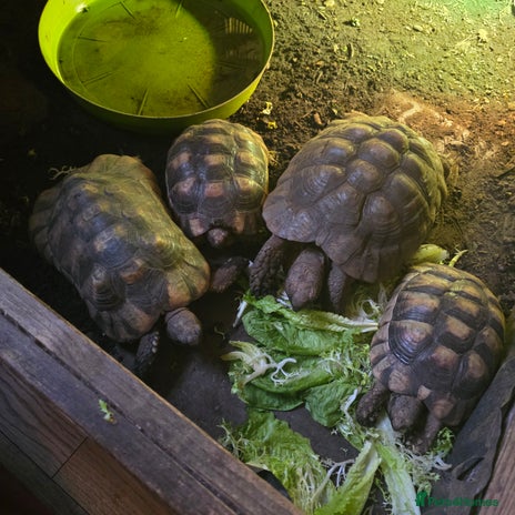 Tortoise reptiles - Advert 1
