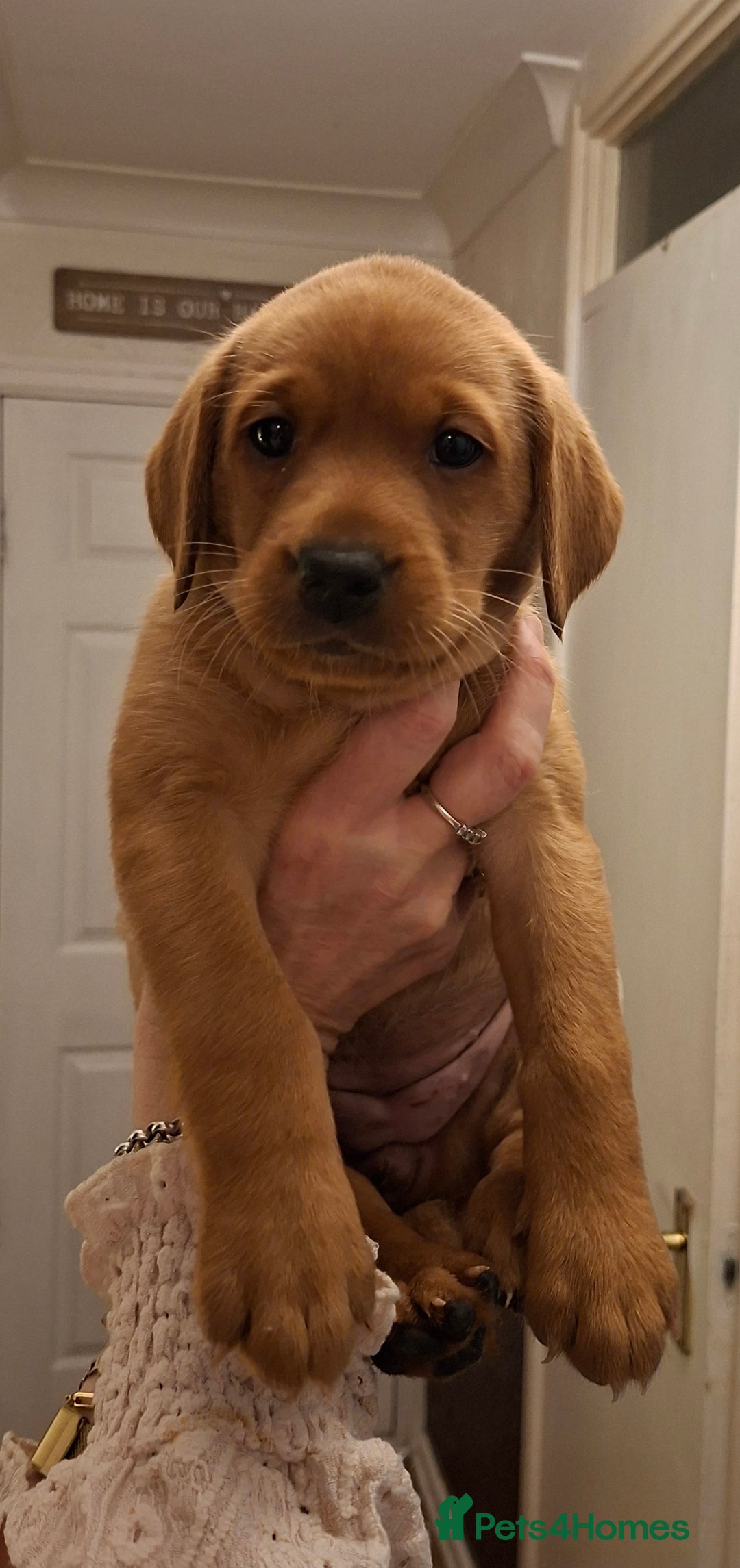 Labrador Retriever dogs for sale: KC registered Fox Red labrador puppies for sale - Image 4