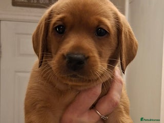 Labrador Retriever dogs - Advert 15