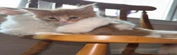 Maine Coon cats for sale: Maine Coon Kittens - Advert 10