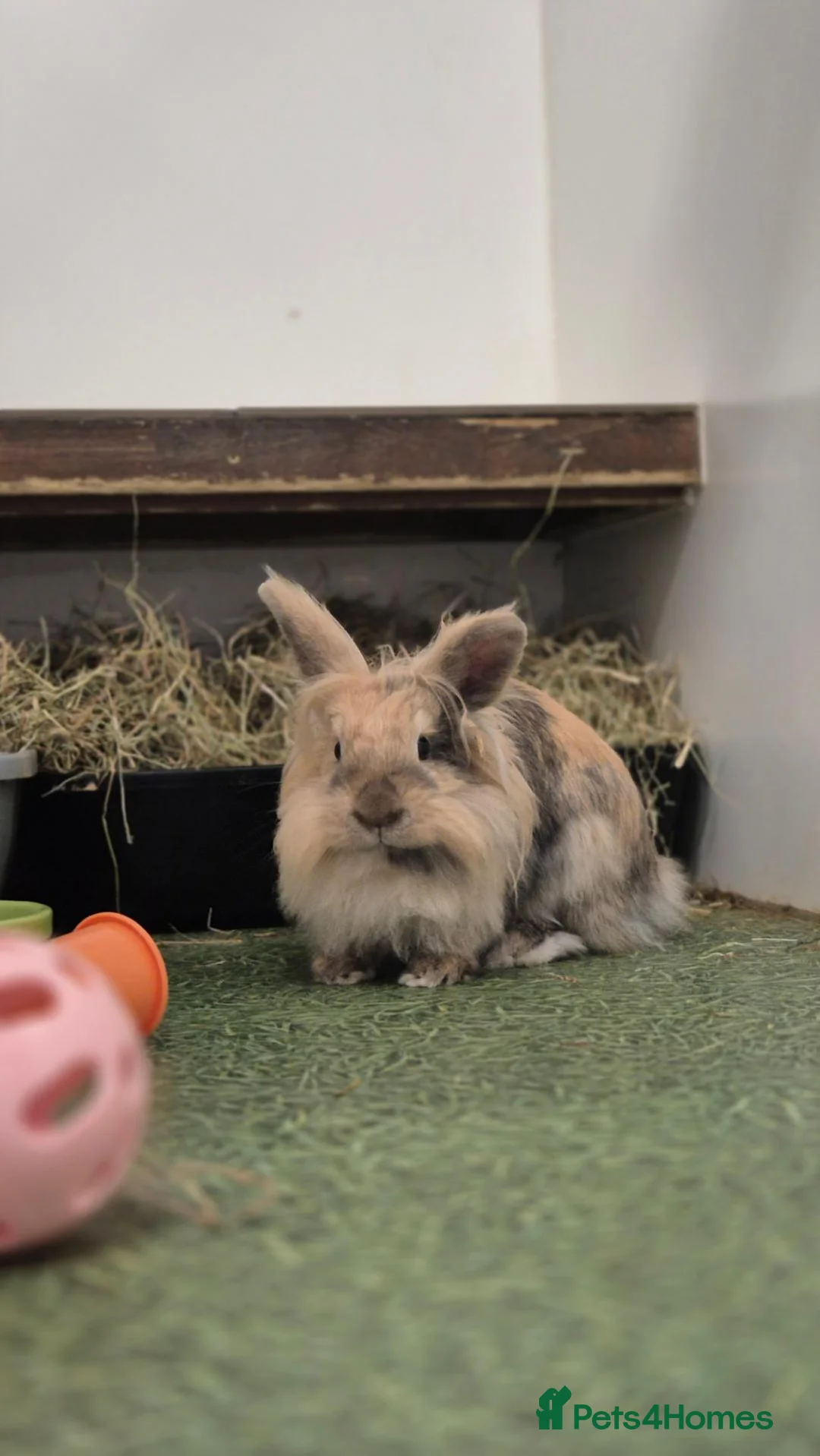 Mini Lop rabbits for sale: Fluffy and Tookie - Advert 2