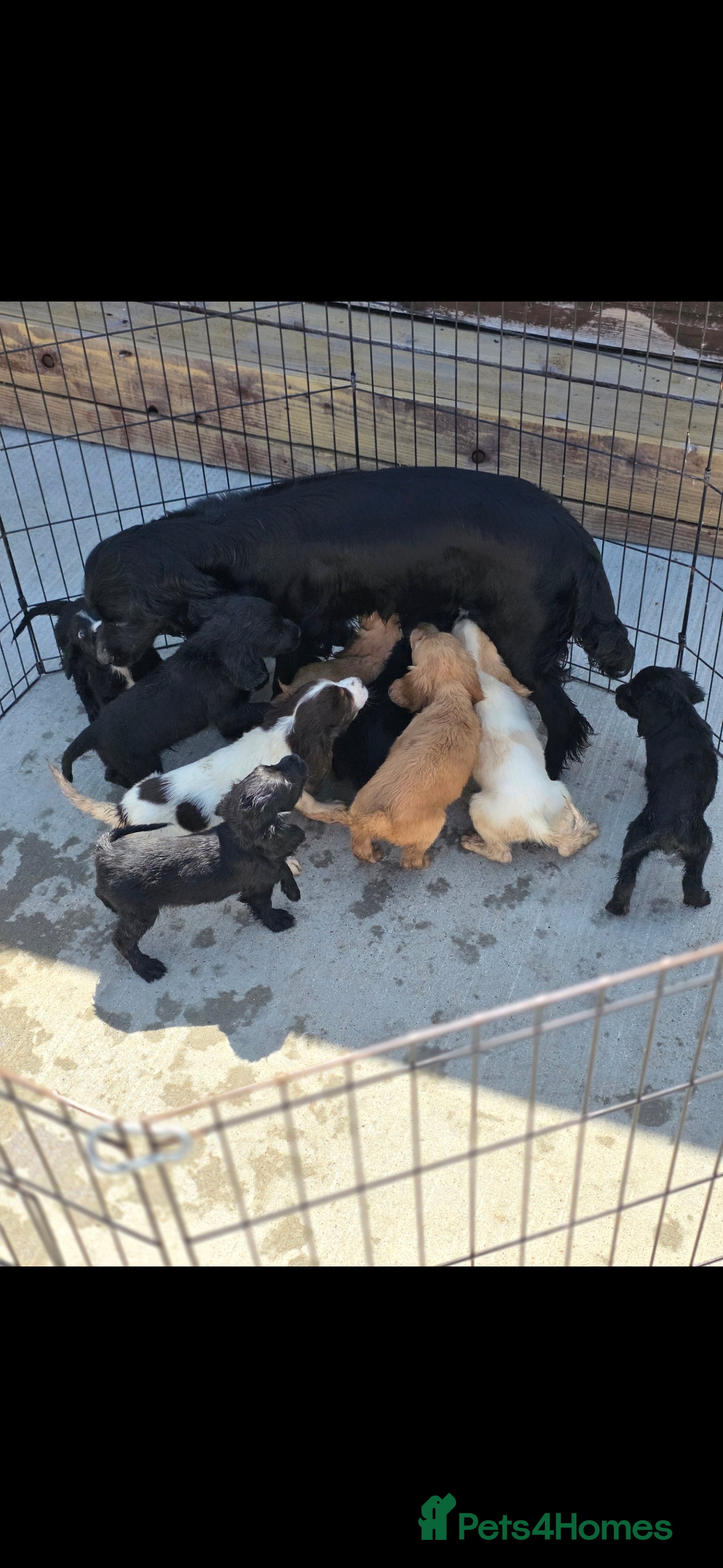 Cocker Spaniel dogs Beautiful Cocker Spaniel Pups  - Advert 2