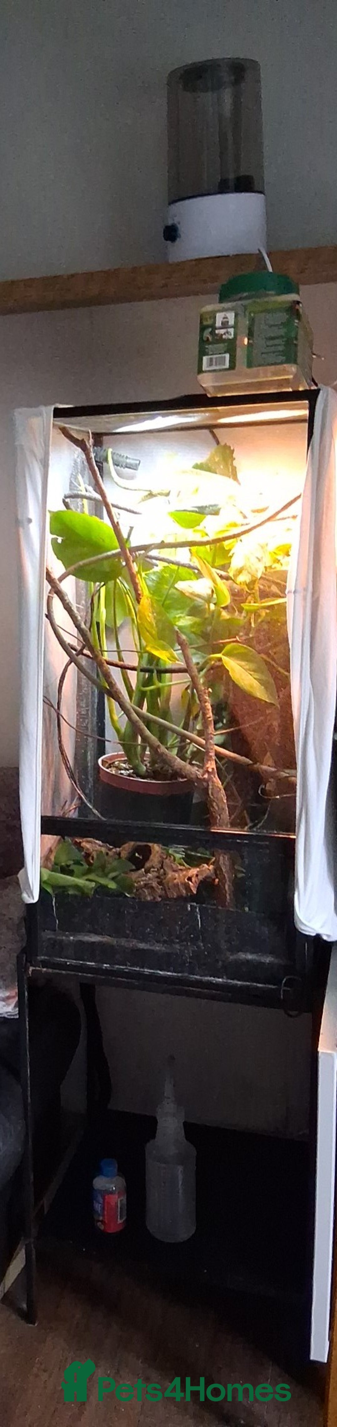 Chameleon reptiles for sale: Male Chameleon for sale - Image 2