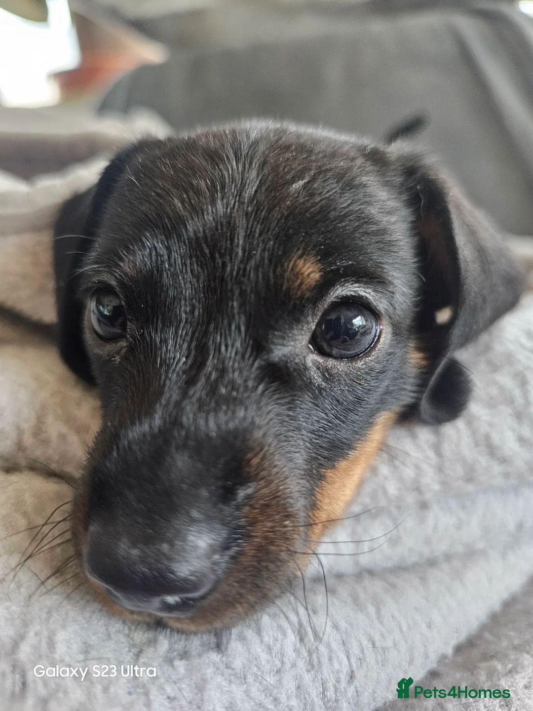 Miniature Dachshund dogs for sale: Miniature Dachshund - Advert 1