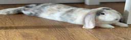 French Lop rabbits for sale: Rabbit- French Lop in Hemel Hempstead - Advert 3