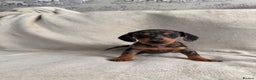 Dachshund dogs for sale: 3 Beautiful Dachshund puppy’s for sale - Advert 7