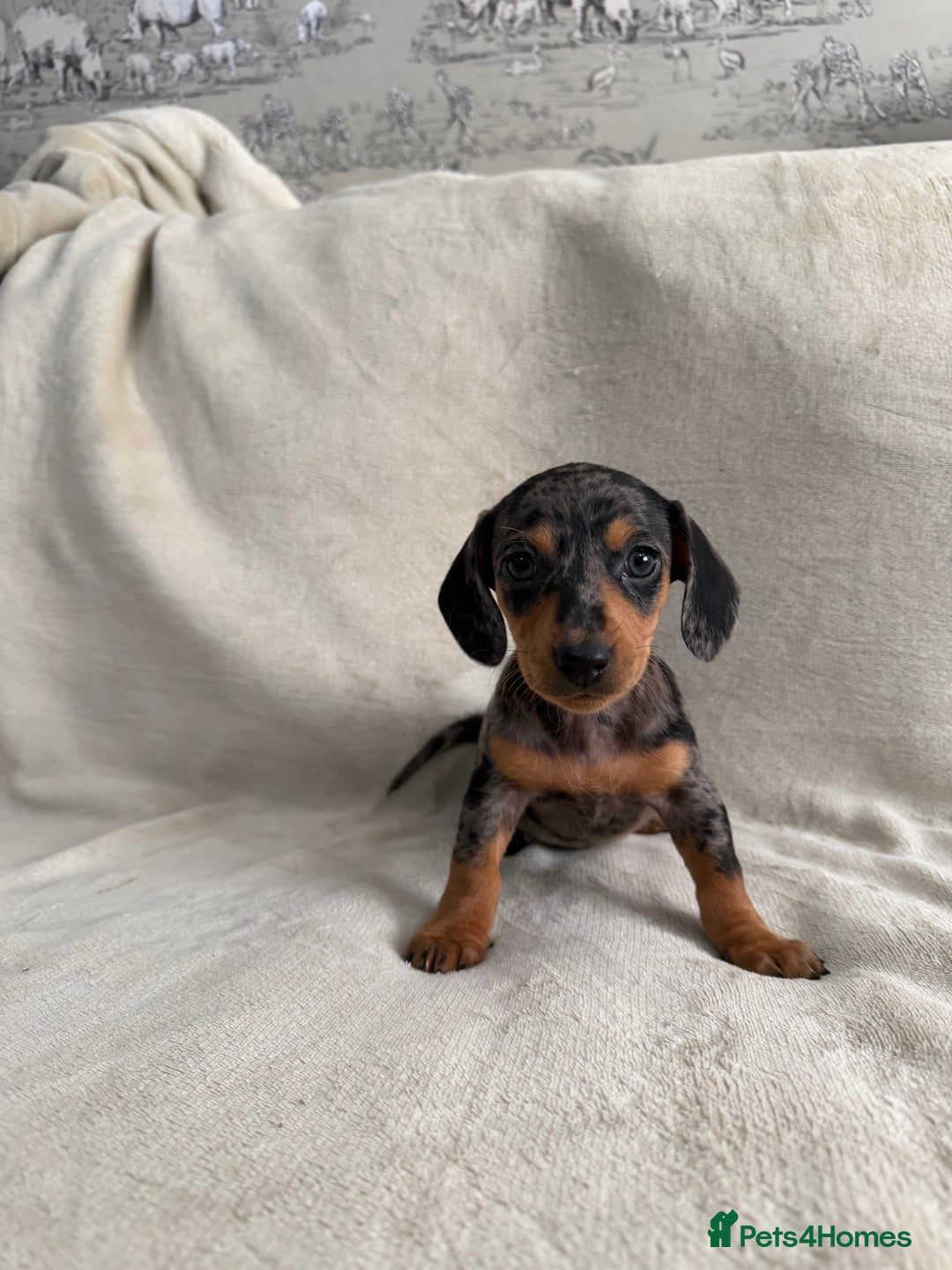 Dachshund dogs for sale: 3 Beautiful Dachshund puppy’s for sale - Advert 7