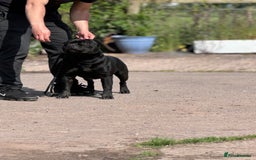 Staffordshire Bull Terrier dogs for sale: Quality black stafford males in Carlisle - Image 11