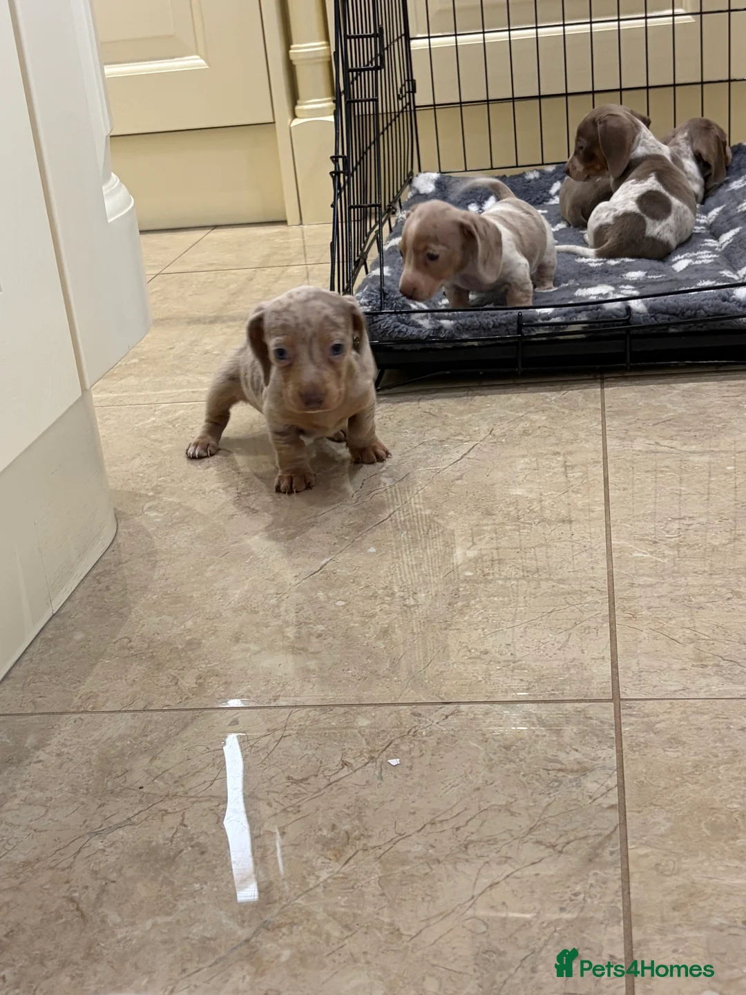 Miniature Dachshund dogs for sale: Miniature dachshund puppies for sale  - Advert 16