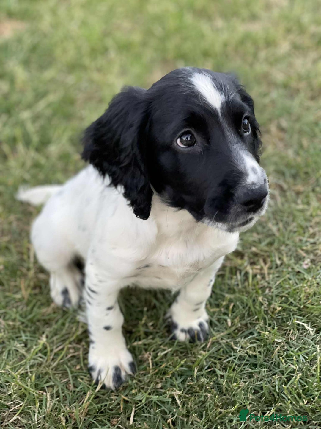 Sprocker dogs for sale: Working Sprocker Spaniel Puppy - Image 2