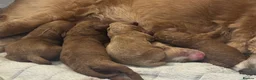 Cavapoo dogs for sale: Beautiful, health tested F1b Cavapoo Puppies - Advert 12