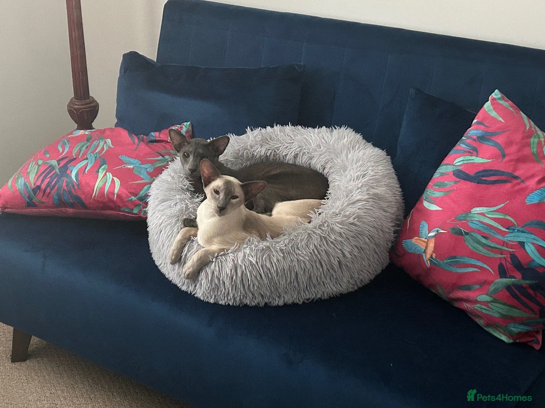Oriental cats for sale: Oriental and Siamese cats for adoption - Image 1