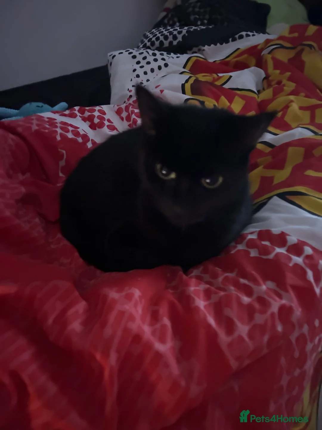 Bombay cats for sale: Sabrina 3YO girl in Bristol - Advert 2